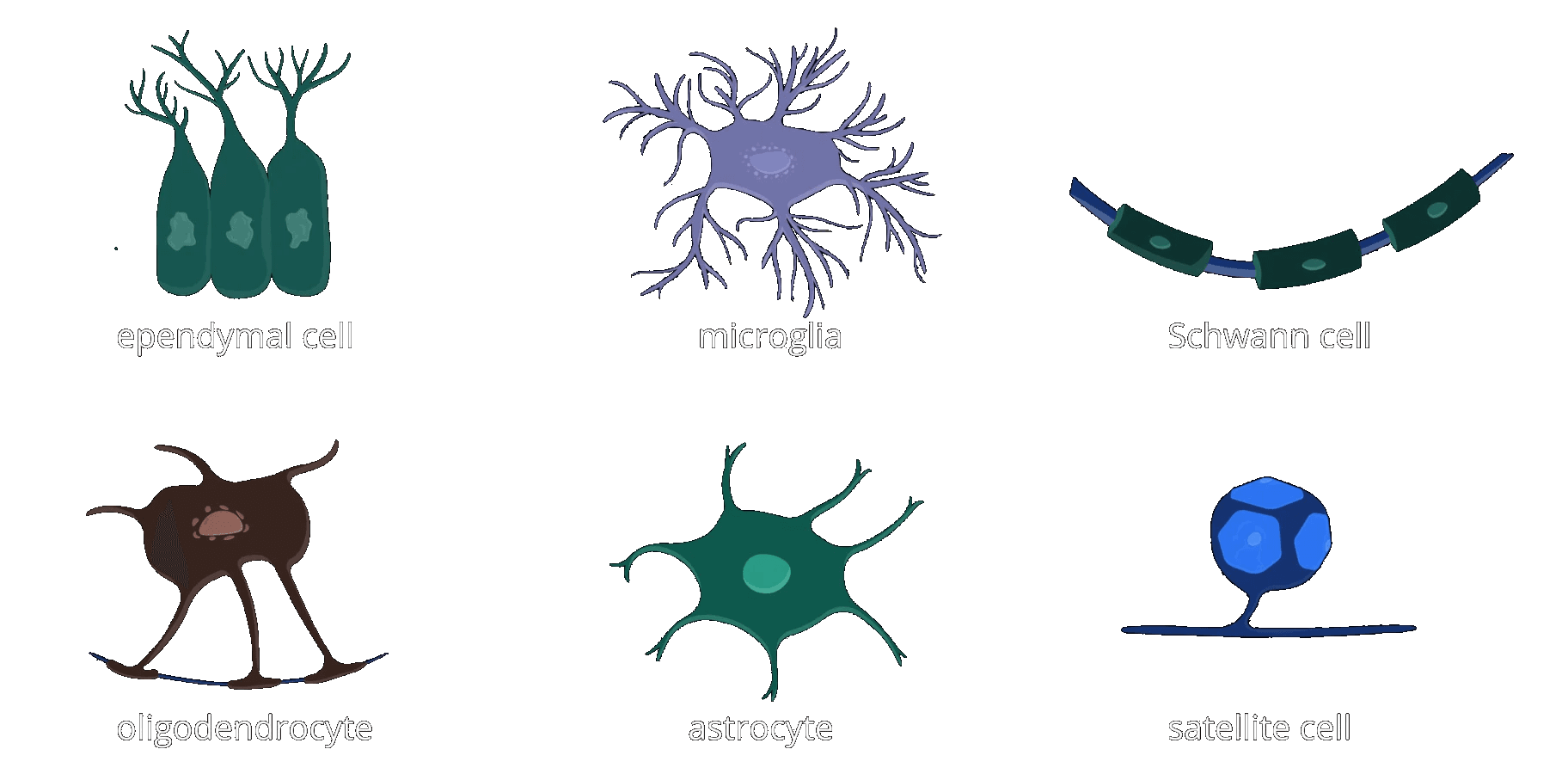 SimplyPsychology | Glial Cells