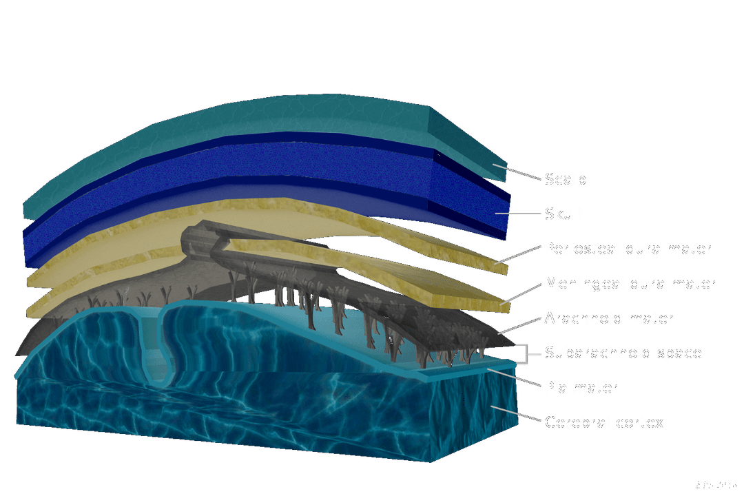 ThoughtCo | Functions and Layers of the Meninges