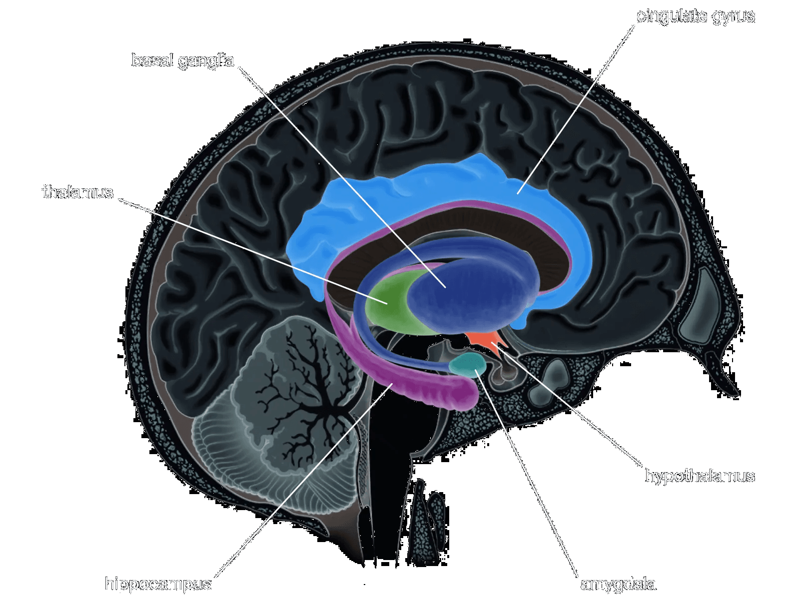 Britannica | Limbic System