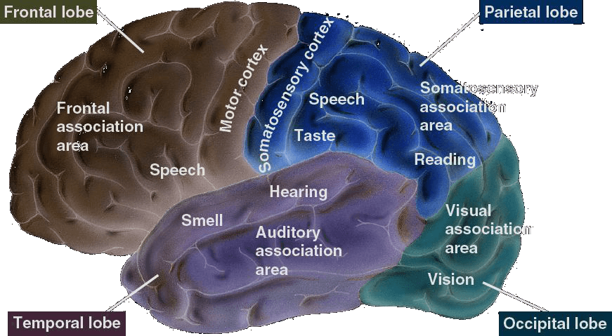 ISB | The Cerebral Cortex