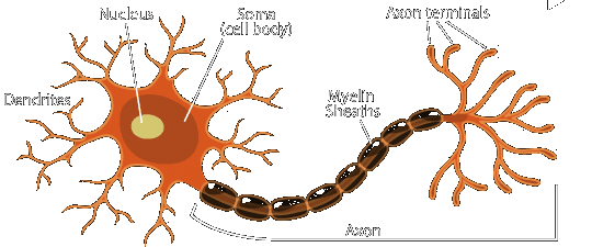 Socratic | Multipolar Neuron Example