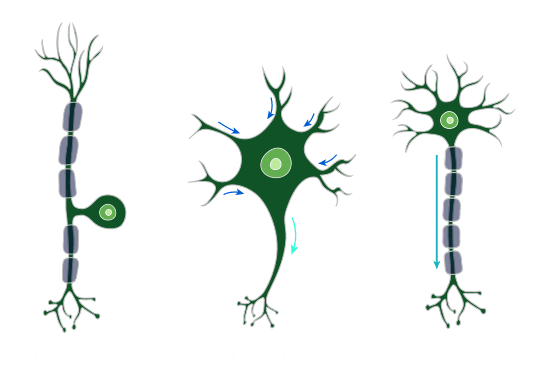 Nagwa | Nerve Cells