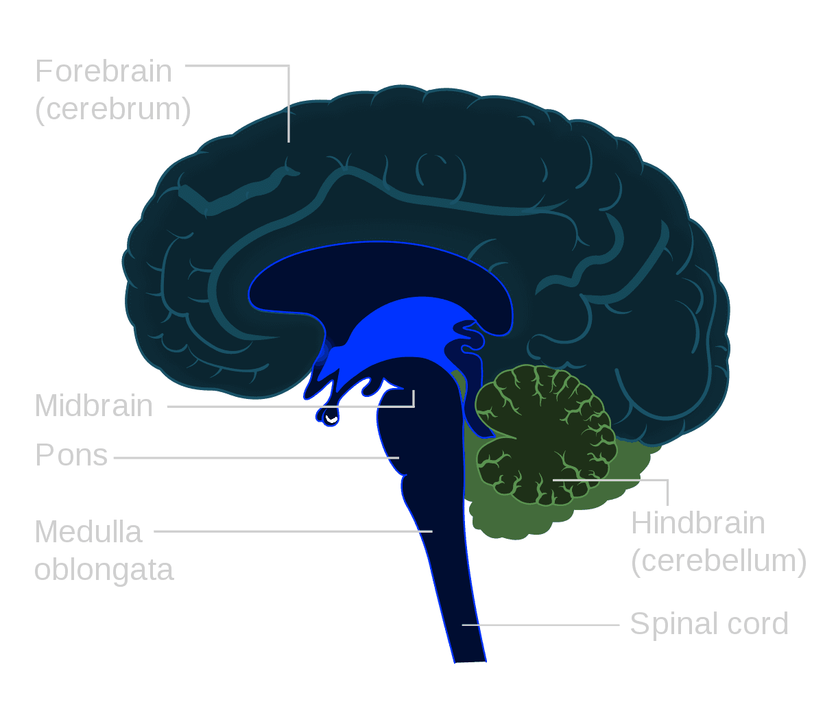 Wikipedia | Brainstem Diagram